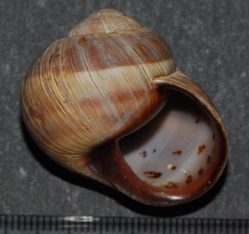 Helix melanostoma a Ladispoli