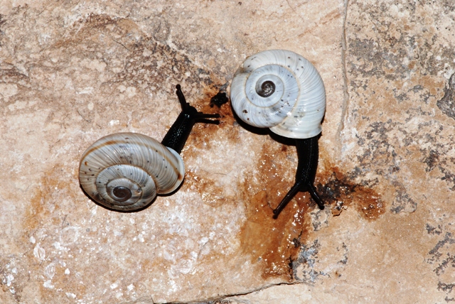Chilostoma cingulatum sentinense (Piersanti, 1933)
