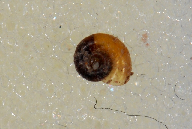 Hydrobiidae Vobarno (BS)