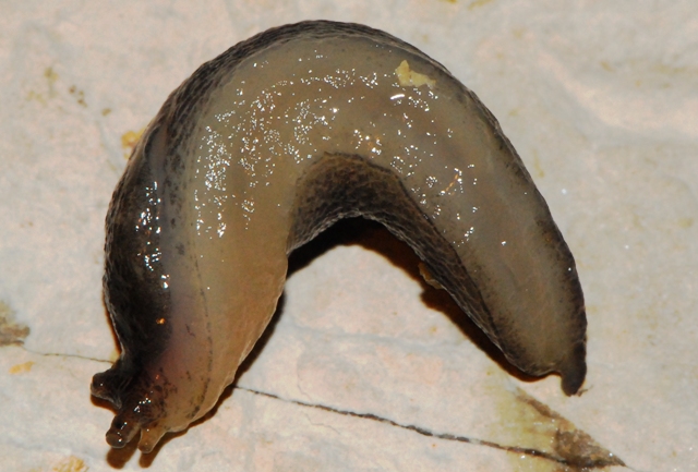 Limax veronensis - anche un mantovano!