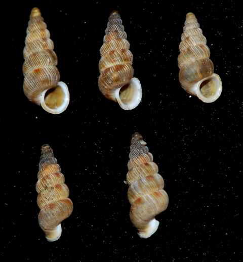 Cochlostoma gole del Torano