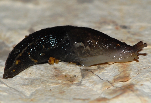 Limax veronensis - anche un mantovano!