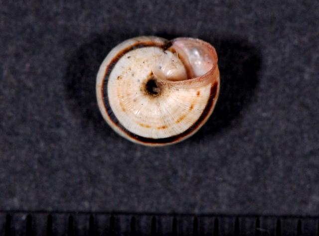 Candidula unifasciata rugosiuscola ??