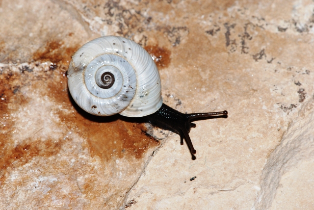 Chilostoma cingulatum sentinense (Piersanti, 1933)