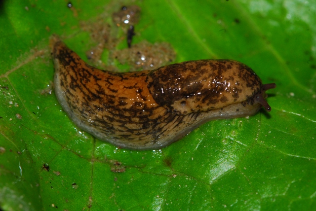 Deroceras reticulatum milanese