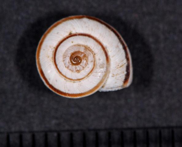 Candidula unifasciata rugosiuscola ??