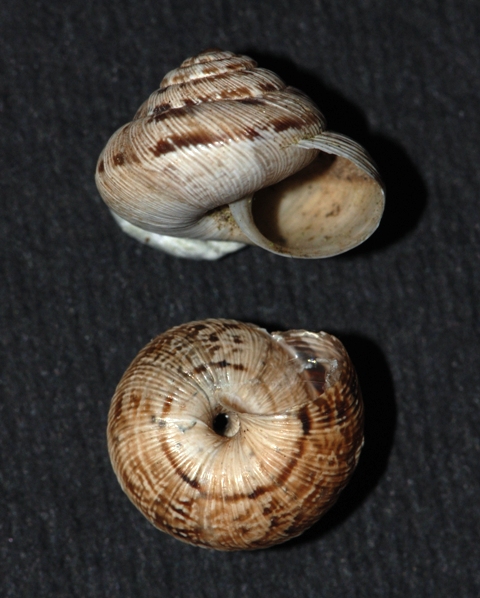 Higromidae sardo