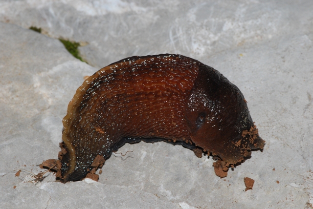 Limax Velebit Croazia