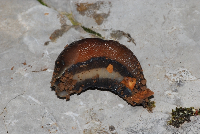 Limax Velebit Croazia