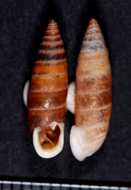 Granaria variabilis (Draparnaud, 1801)