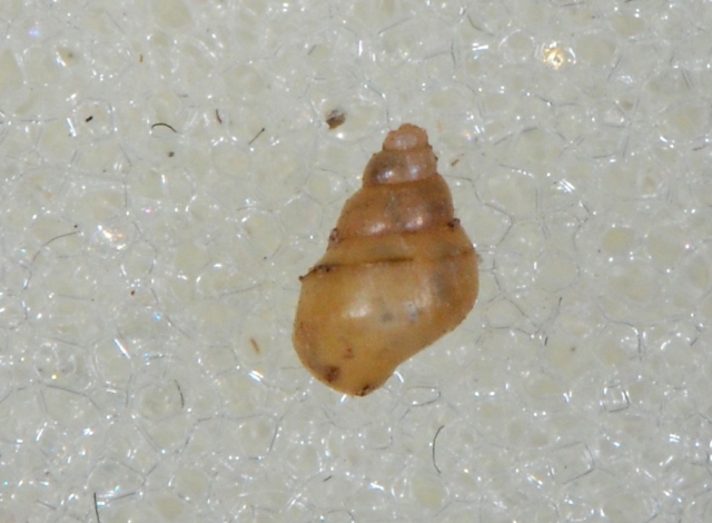 Hydrobiidae Vobarno (BS)