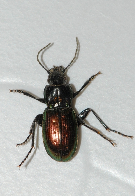 Pterostichus bicolor