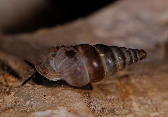 Cochlostoma henricae lissogyrum (Westerlund, 1881)