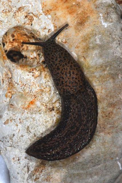 Limax dai Monte Berici (VI).   L. veronensis!