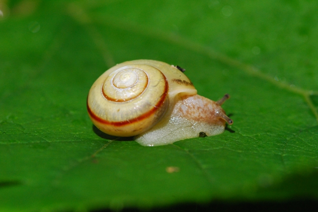 Bradybaena fruticum ed Arianta chamaeleon