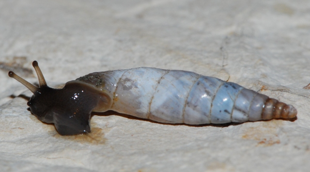 Medora Gualdo Tadino