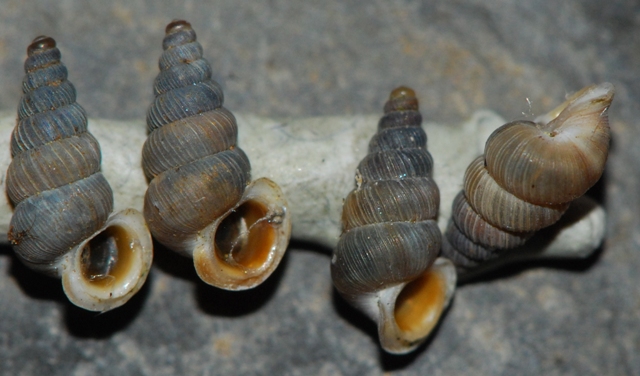 Cochlostoma cf gracile - Velebit, Croazia