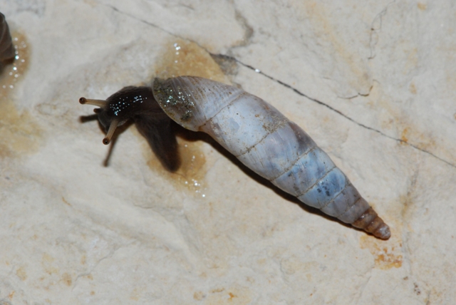 Medora Gualdo Tadino