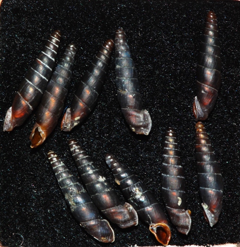 Erjavecia bergeri