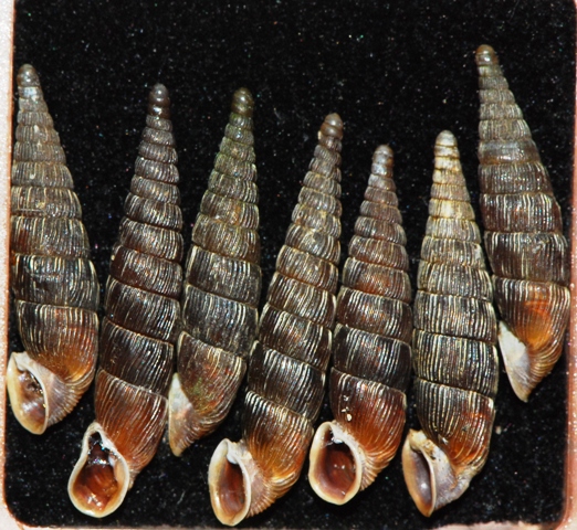 Balea (Alinda) biplicata Austria