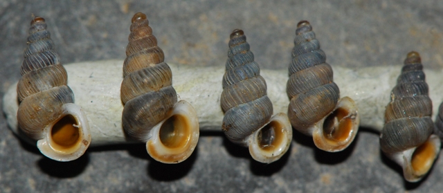 Cochlostoma cf gracile - Velebit, Croazia