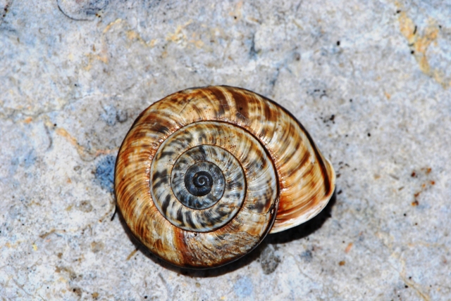 Chilostoma cingulatum colubrinum  Baldo
