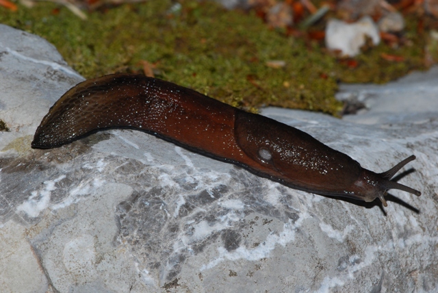 Limax Velebit Croazia