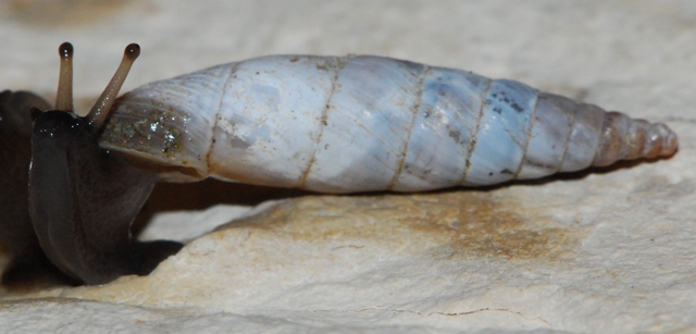 Medora Gualdo Tadino