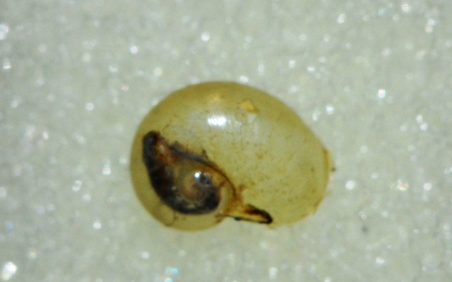 Vitrinidae Grossglockner: Eucobresia nivalis