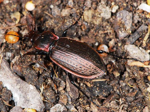 Carabus (Macrothorax) morbillosus alternans Nebrodi