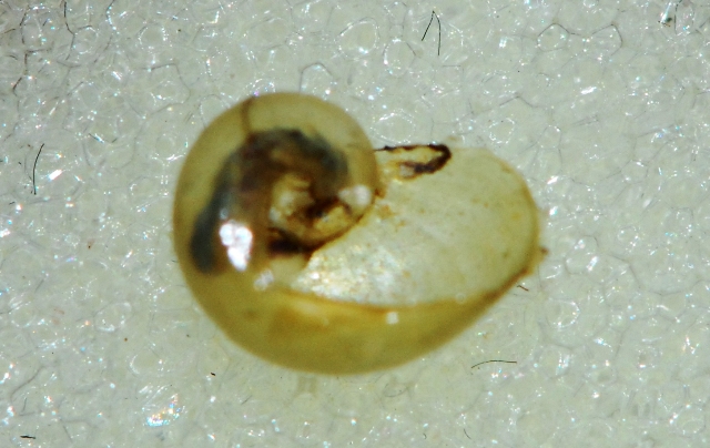 Vitrinidae Grossglockner: Eucobresia nivalis
