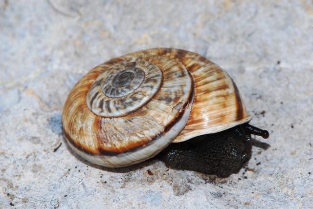 Chilostoma cingulatum colubrinum  Baldo