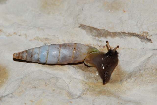 Medora Gualdo Tadino