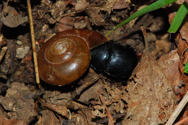 Retinella olivetorum (Gmelin, 1791)