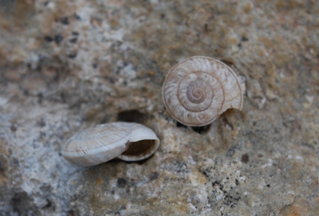 Chilostoma (delphinatia) glacialis