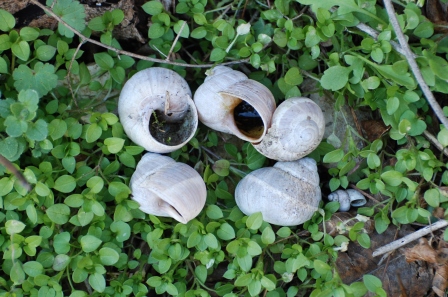 Helix cincta Colli Euganei