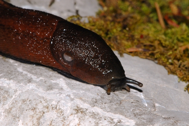 Limax Velebit Croazia