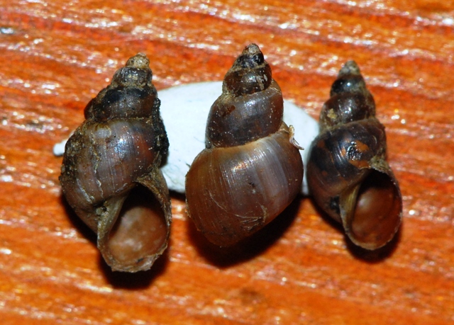 Lymnaeidae Grossglockner: Gakba (Galba) truncatula