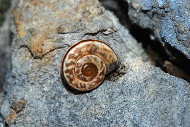 Chilostoma cingulatum colubrinum  Baldo