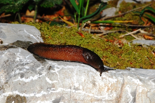 Limax Velebit Croazia