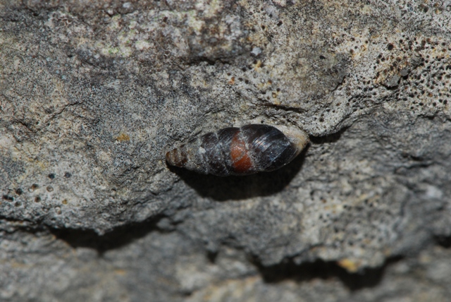 Chondrina megacheilos Baldo