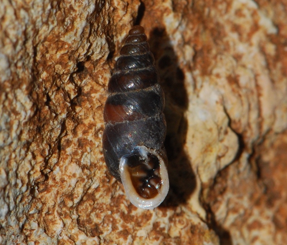 Chondrina megacheilos Baldo