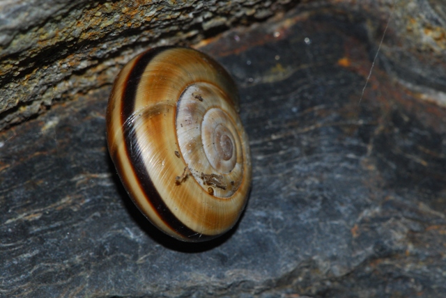 Chilostoma (Chilostoma) cingulatum apuanum (Issel, 1866)