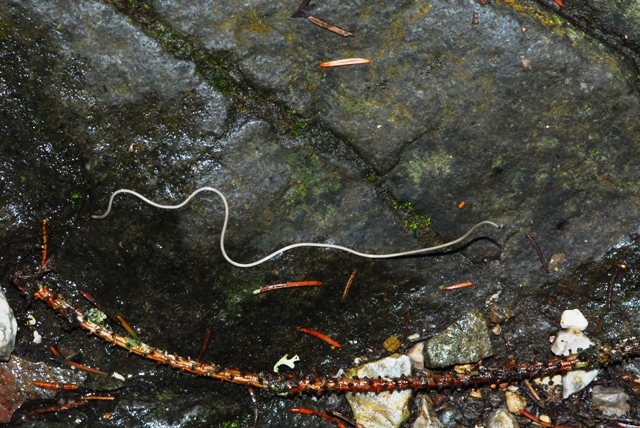 Gordius sp.