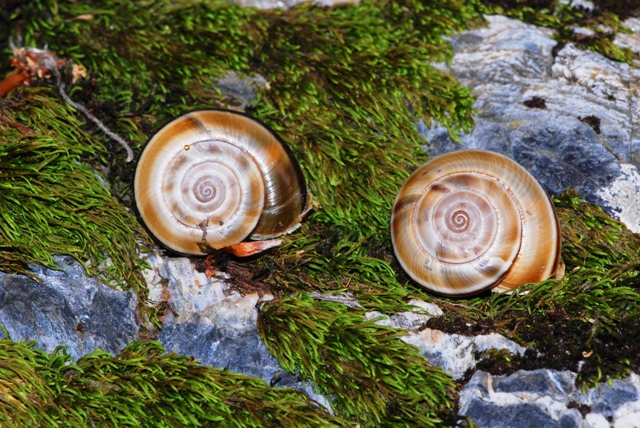 Chilostoma (Chilostoma) cingulatum apuanum (Issel, 1866)