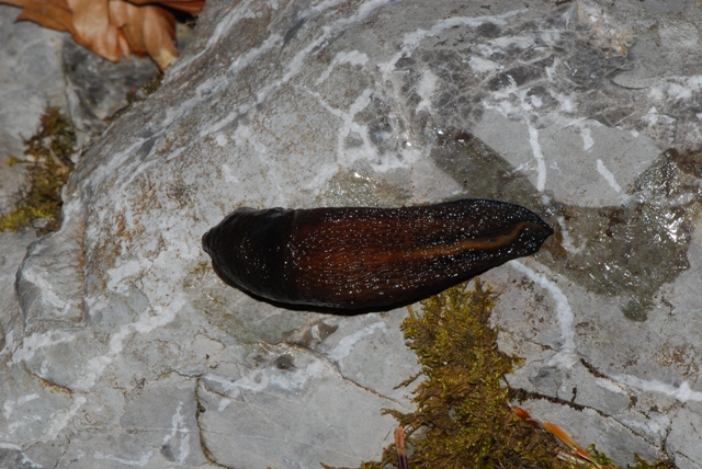Limax Velebit Croazia
