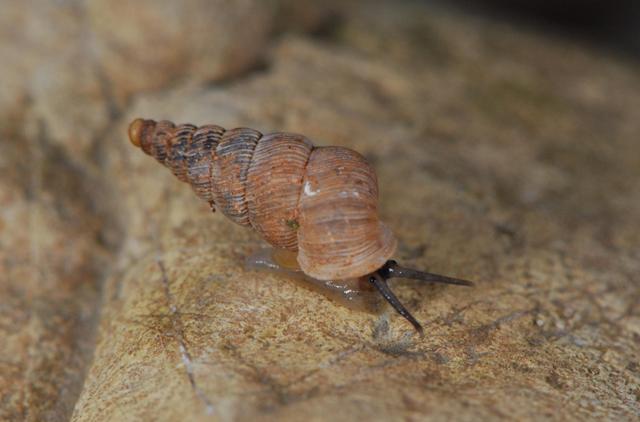 Cochlostoma Cinisi (PA)