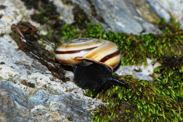 Chilostoma (Chilostoma) cingulatum apuanum (Issel, 1866)