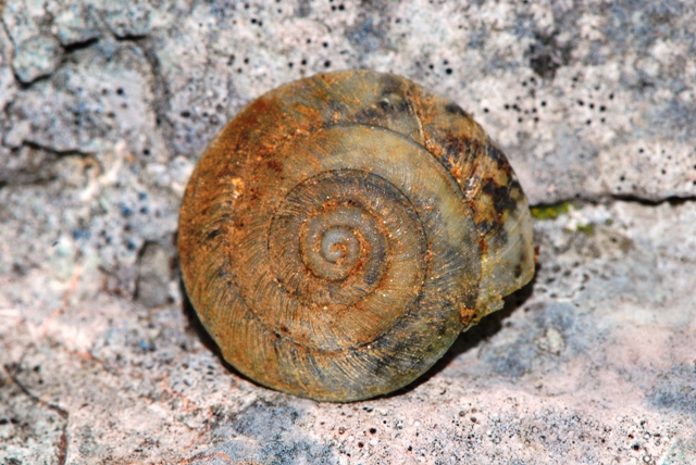 Chilostoma cingulatum colubrinum  Baldo