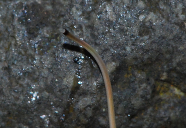 Gordius sp.
